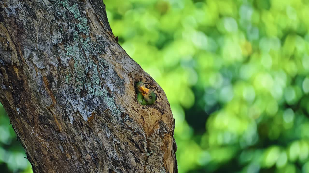 Red-breasted Parakeet Chicks Nesting Inside Tree Cavity. Selective Focus Shot