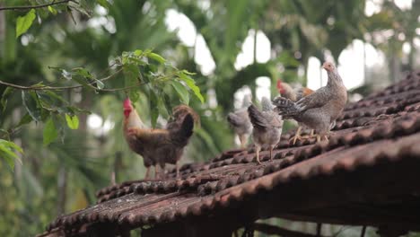 chickens and rooster on a house roof