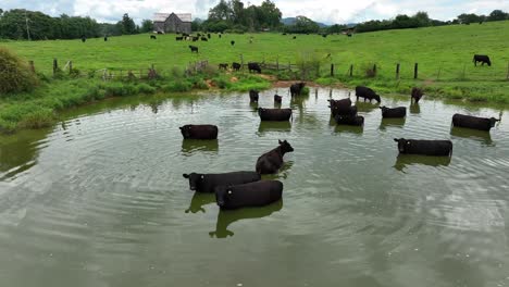 cattle wade and swim in polluted water by meadow pasture