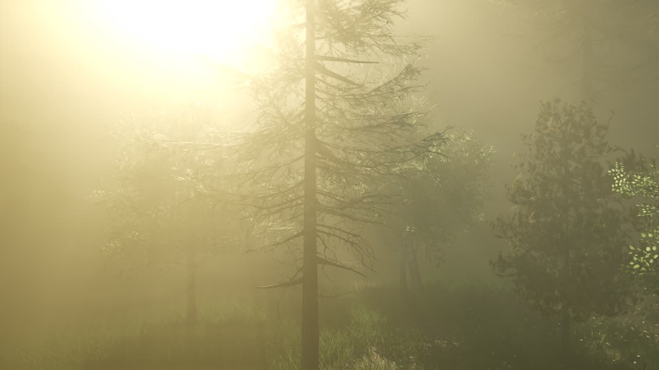 반 ⁇ 이는 마법의 숲