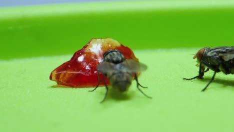 wo flys sucking jam extreme closeup micro lense