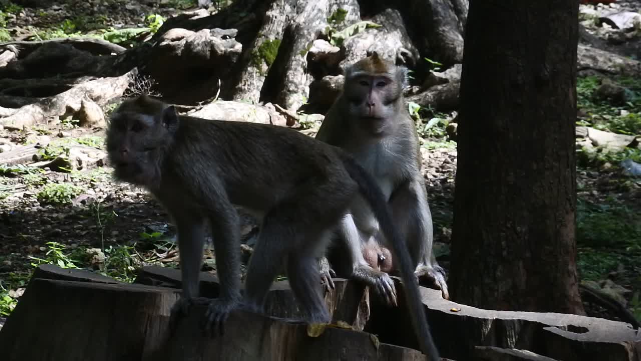 primate life at sacred terawang cave in Blora, central java, Indonesia. Close up of mammals HD video.