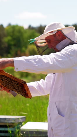 apiarist in white overall looks carefully at honey frame. side view. summer day nature backdrop. vertical video