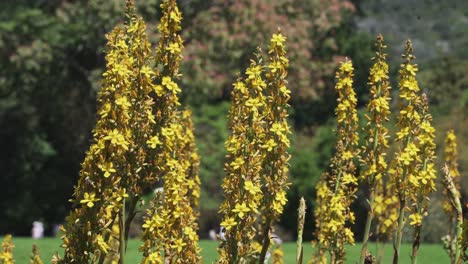 blooming yellow flowers in kirstenbosch national botanical gardens in cape town, south africa