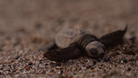 Adorable-Cría-De-Tortuga-Recién-Nacida-Moviendo-Sus-Aletas-Sobre-Granos-De-Arena,-Cerca-De-Una-Toma-Macro-Aislada