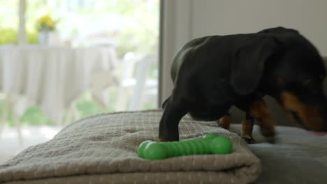 perro dachshund acostado en el sofá en el entorno doméstico, vista lateral