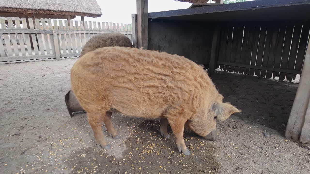 Furry Hungarian domestic Mangalica pigs eating corn from the ground in an open pen