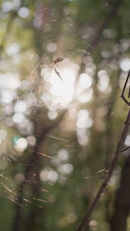tela de araña en la rama de un árbol en el bosque. malla natural iluminada por la luz del sol y la observación de la vida silvestre. belleza de la naturaleza y atención a los detalles