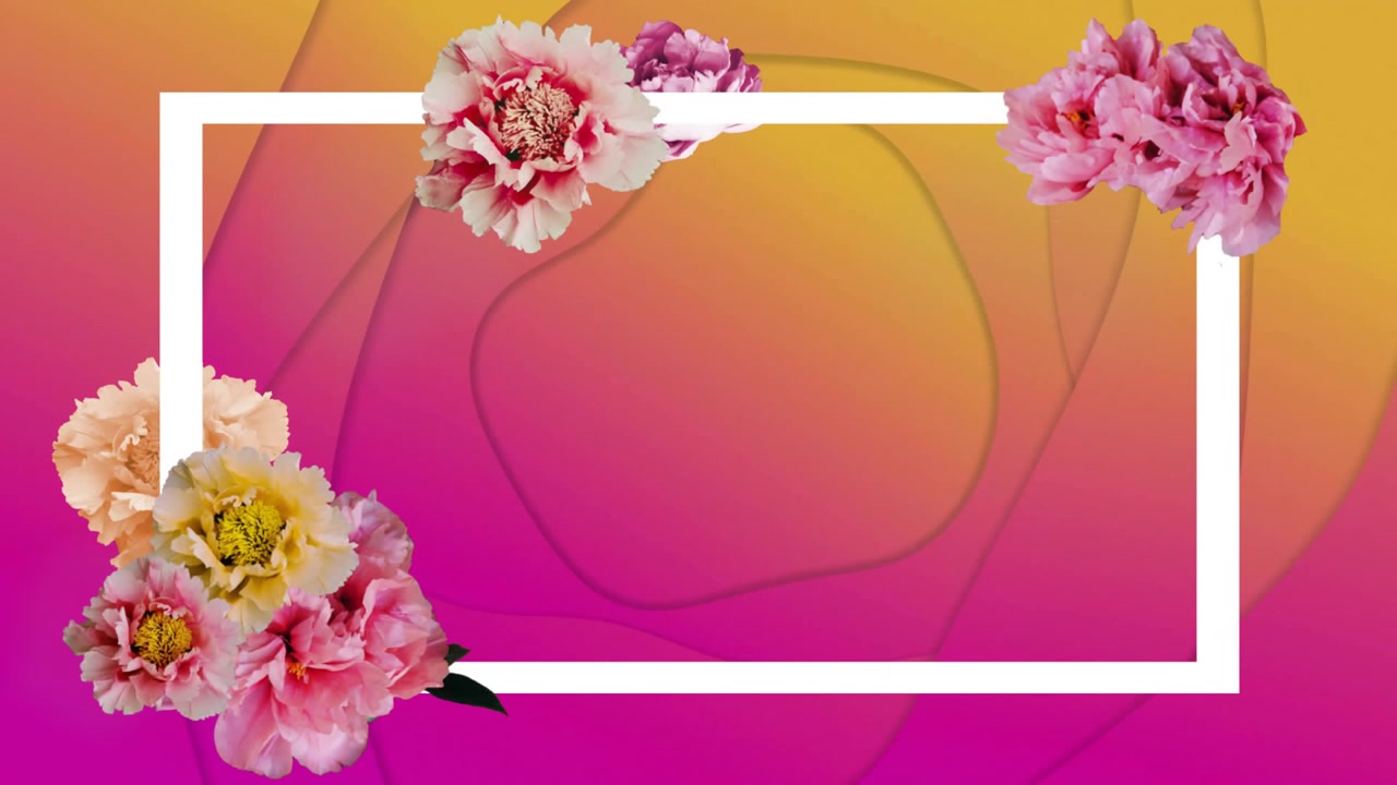 Gradiente che passa dal rosa al giallo con boccioli di peonia che iniziano a emergere, e una cornice bianca che si forma e si restringe