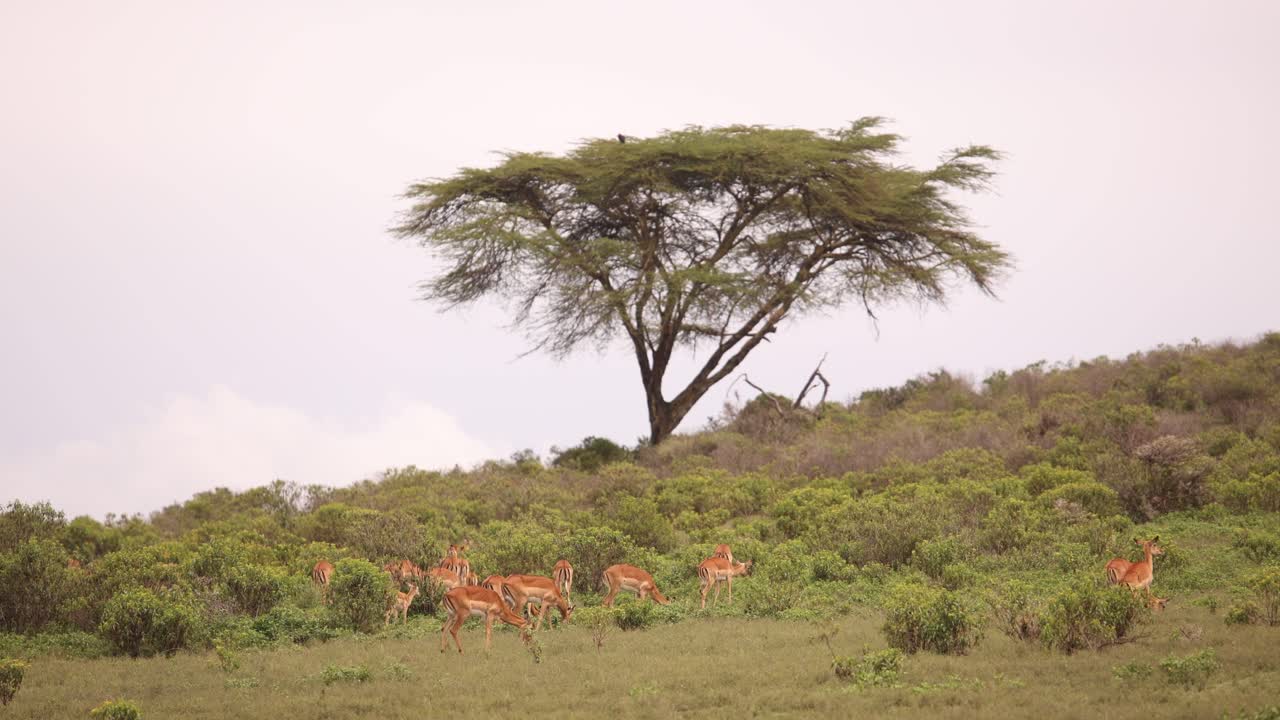 Herd of antelopes grazing under an acacia tree in the African savannah on a cloudy day