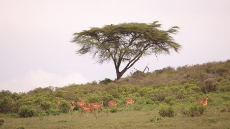 herd of antelopes grazing under an acacia tree in the african savannah on a cloudy day