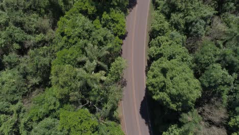 camino a través del bosque frondoso - argentina
