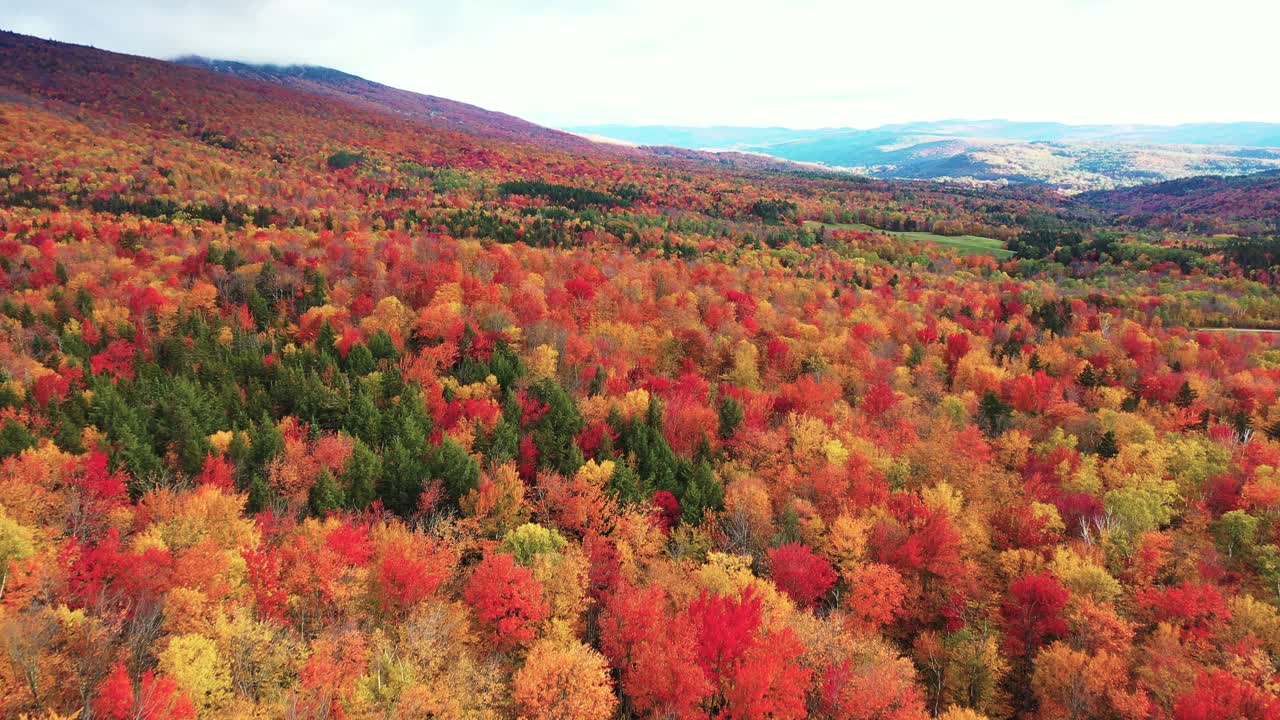 마법의 동화 가을 풍경, 시골 미국 시골의 생생한 숲의 드론 공중 전망