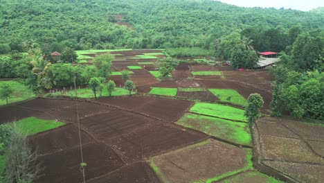 Ochsen-Pflügen-Das-Feld-Vogelperspektive-In-Konkan