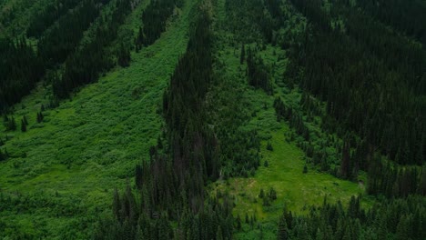 Langsames-Kippen-Eines-Lawinenwegs-Im-Bergwald