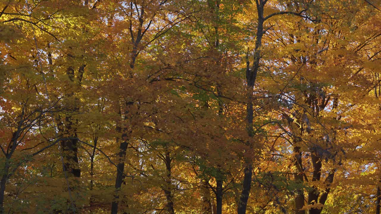 Bright Colourful Forest In Fall, Tree Leaves Changing Colours In Autumn