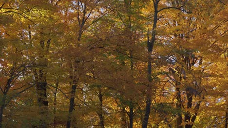 bright colourful forest in fall, tree leaves changing colours in autumn