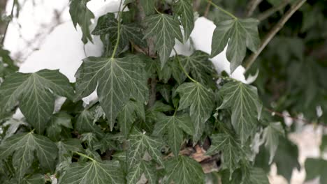 macro shot of snowy green ivy leaves thawing during warm weather