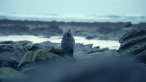 Intimate-close-up-of-a-curious-seal-gazing-upwards,-a-captivating-moment-of-wildlife-connection