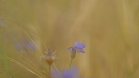 cornflower swaying in the field among wild vegetation