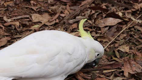 cockatoo interacts with environment, searching for food