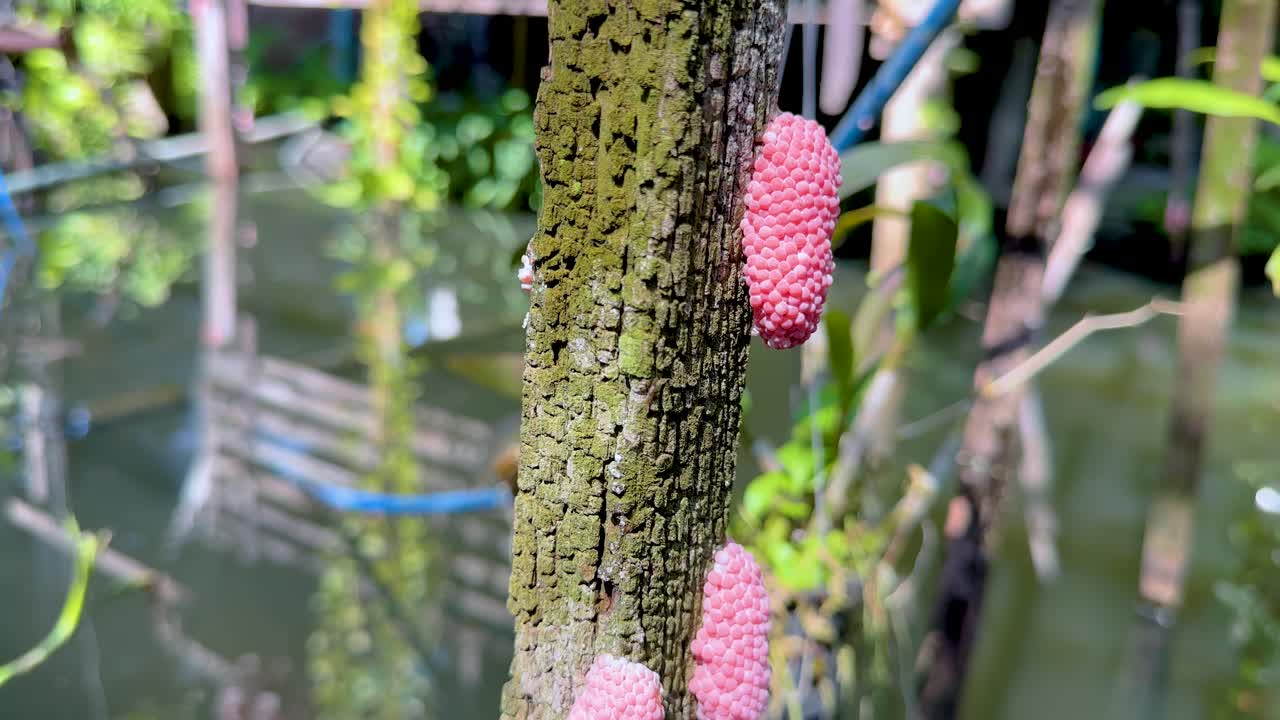 물 운하 에 있는 나무 에 있는 분홍색 달