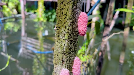 huevos rosados en el árbol por el canal de agua