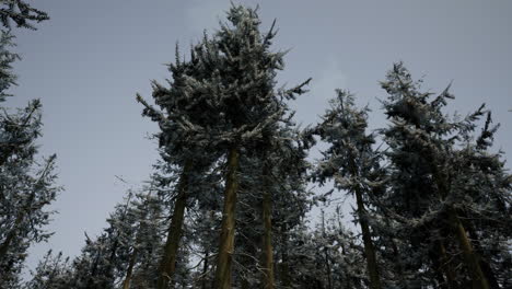 hermoso bosque blanco nevado en un día helado de invierno