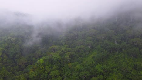 una espantosa niebla envuelve la exuberante jungla y las verdes colinas de minca, colombia