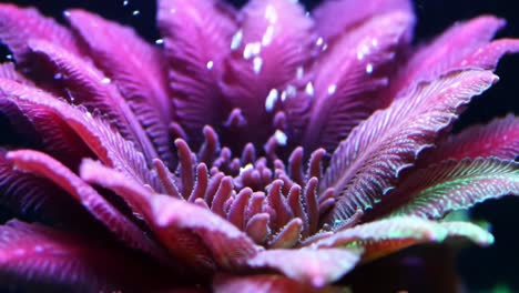 vibrant purple aquarium plant