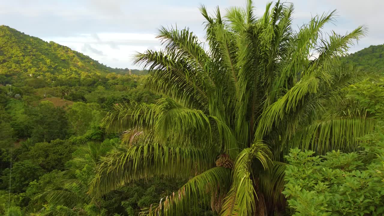 Drone shot along the canopy of a palm tree, ending in a panorama of the surrounding forest