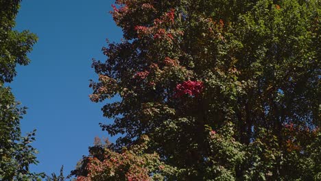 Toma-Panorámica-De-ángulo-Bajo-De-Hojas-Coloridas-De-Principios-De-Otoño-Bajo-Un-Cielo-Azul-Con-Un-ángulo-Amplio