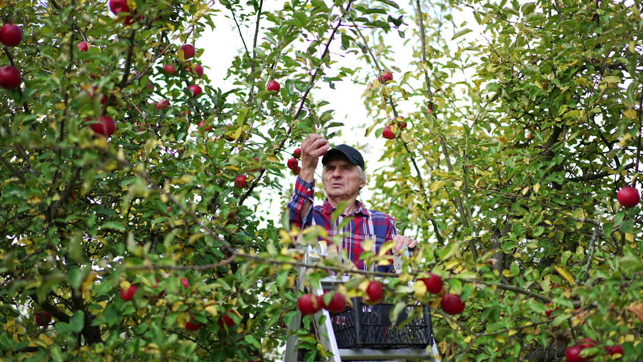 Serious old man in chequered shirt and black cap stands on a step ladder between apple trees. Farmer collects the red ripe apples from trees.