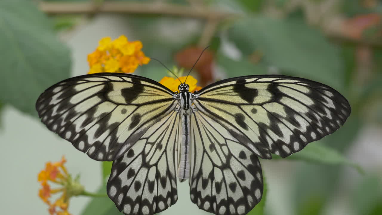 Primo piano estremo di una splendida farfalla Rice Paper dai colori giallo e nero che raccoglie nettare da un fiore arancione.
