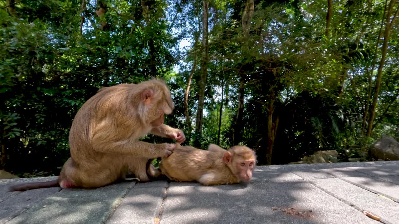 Two wild macaques engage in social grooming on a sunlit forest pathway, low angle view