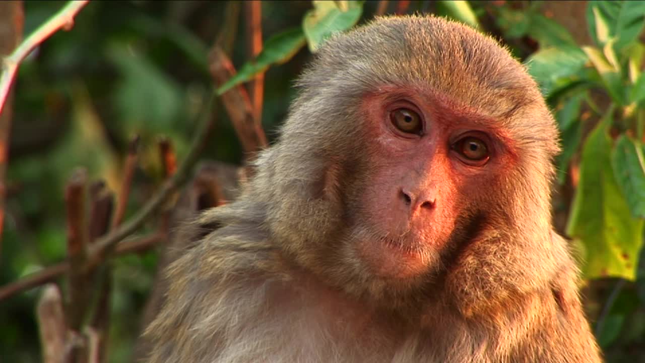 primer plano de mono