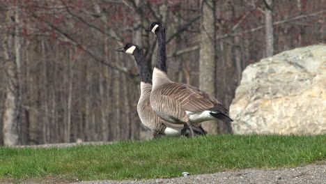 canada goose on green grass