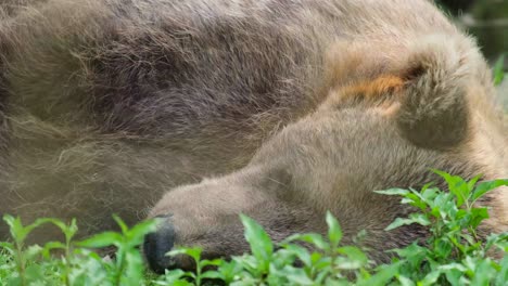 bear resting in the grass