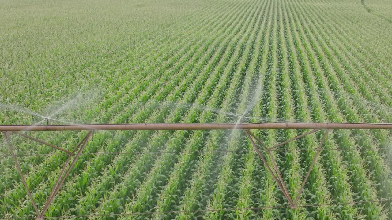 Drone shot capturing Pivot irrigating corn field by spraying water to field.