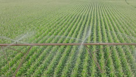 drone shot capturing pivot irrigating corn field by spraying water to field.