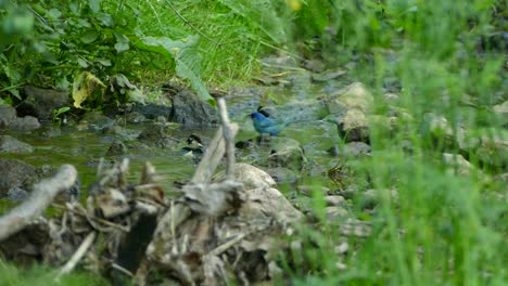 Pájaro-Azul-Y-Agua-Salta-De-Una-Roca-A-Un-Arroyo-Y-Se-Baña-Antes-De-Tomar-Vuelo