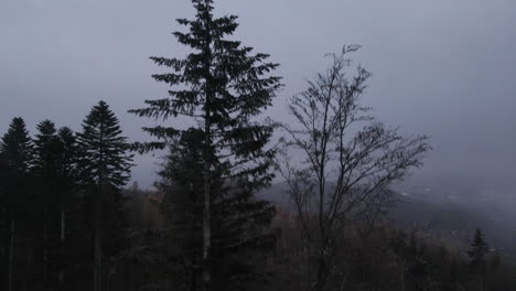 a flight from the ground to the treetops next to a trunk during a late winter day