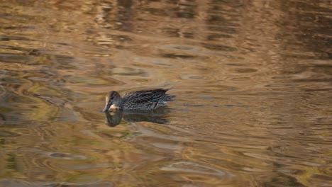 Una-Cerceta-Euroasiática-Hembra-Sobre-El-Agua-Prístina-De-Un-Lago-En-Busca-De-Comida