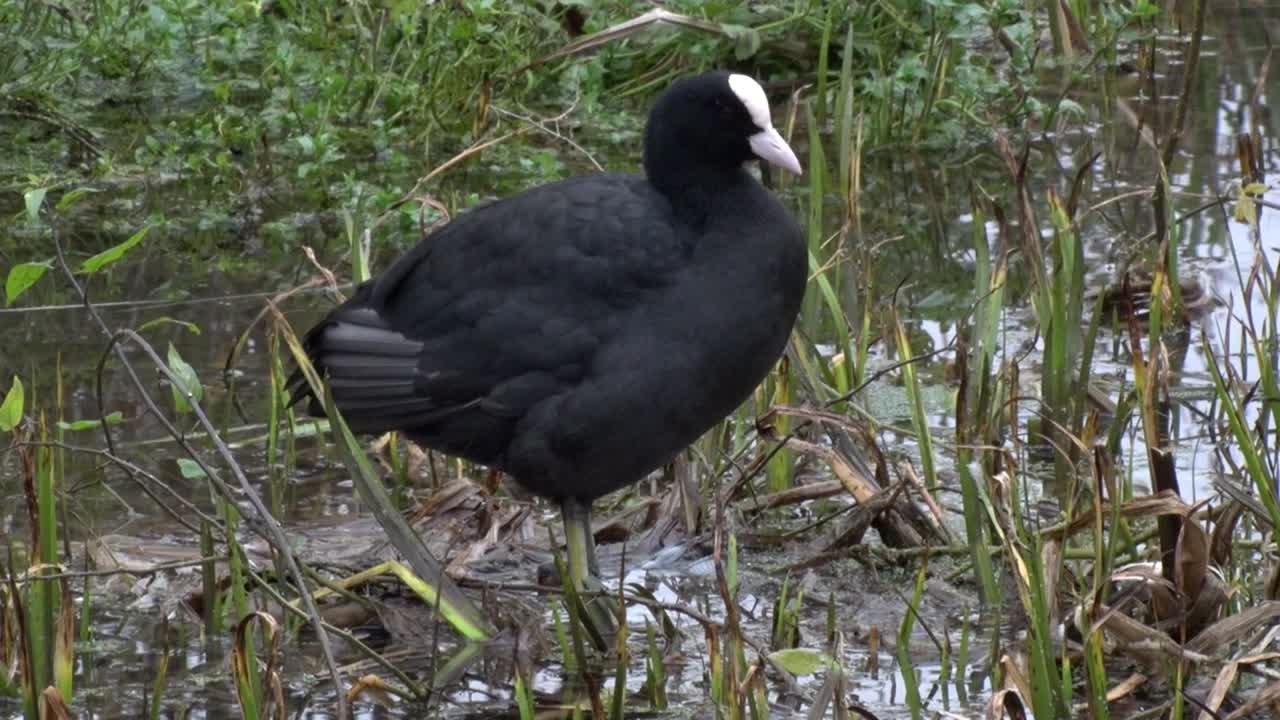 A Coot, ulica atra, preening amongst vegetation at edge of lake.. Autumn. UK