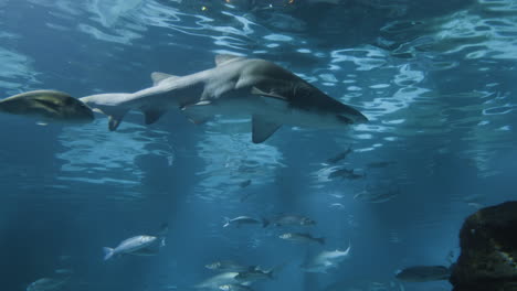 diferentes especies de animales acuáticos nadando en el acuario