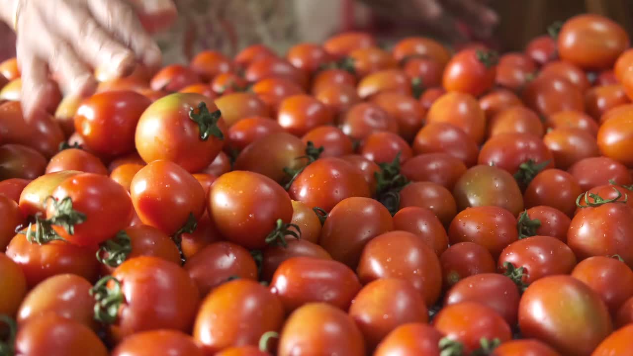 손으로 신선한 체리 토마토를 분류