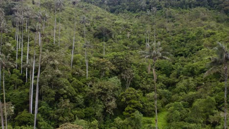 wax palms trees in beautiful green jungle