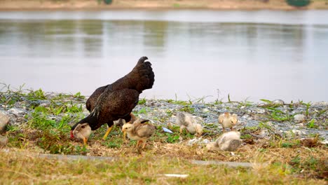 traditional free range poultry farming