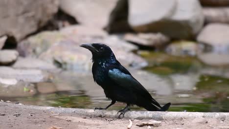 Der-Haarhauben-Drongo-Oder-Ist-In-Asien-Ein-Vogel-Aus-Der-Familie-Der-Dicruridae,-Der-Mit-Dicrurus-Bracteatus-Oder-Spangled-Drongo-Konspezifisch-War,-Bei-Dem-Es-Schwierig-Sein-Kann,-Ihn-Voneinander-Zu-Unterscheiden