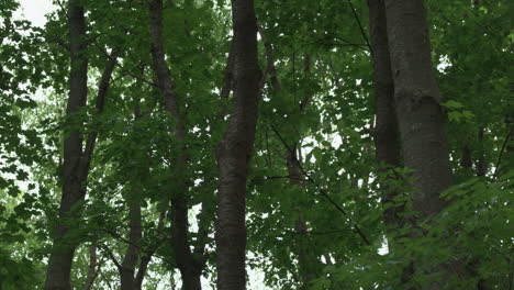 Pair-of-great-spotted-woodpeckers